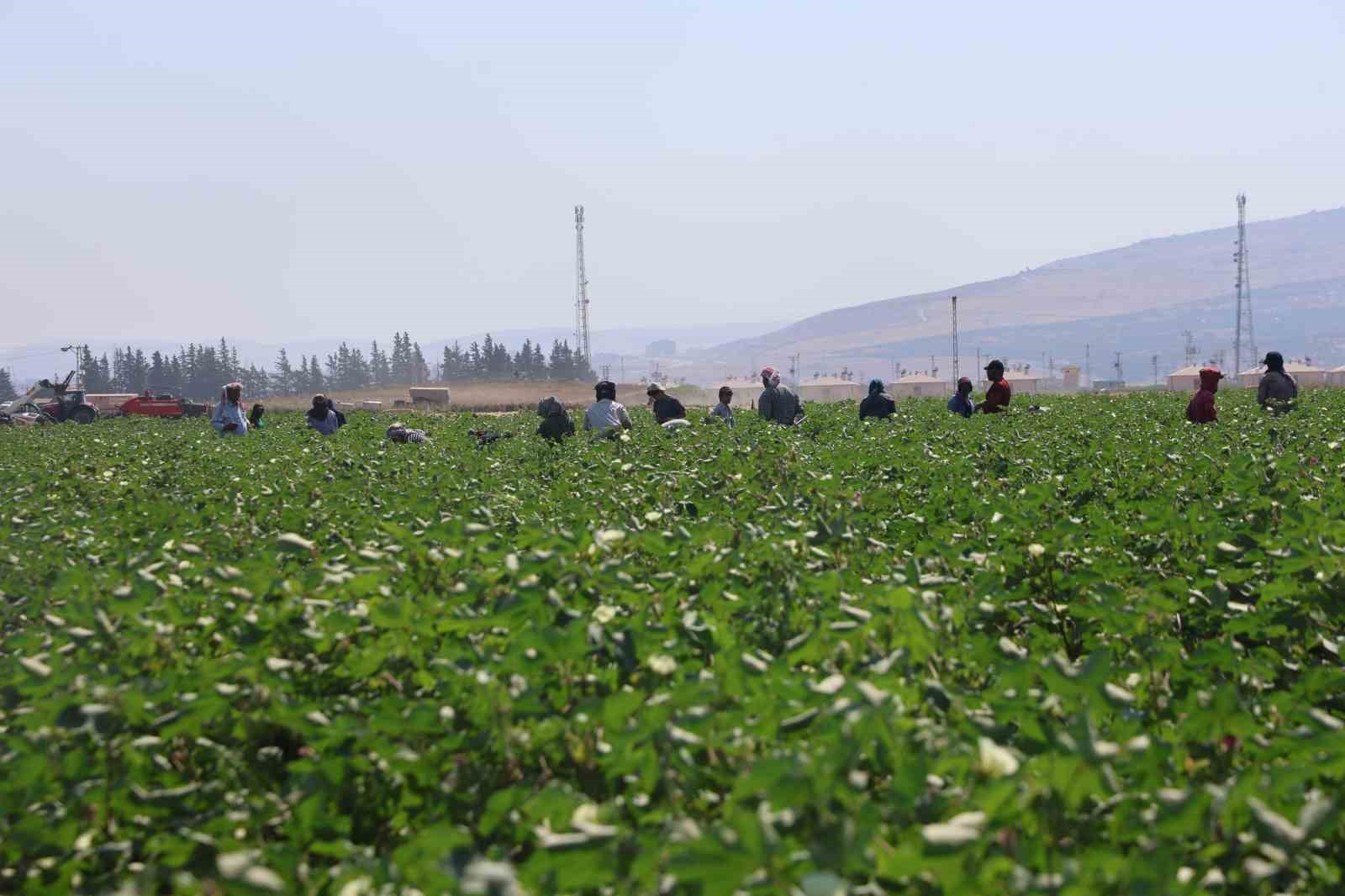Tarım iş&ccedil;ileri, 45 dereceyi aşan sıcakta 650 TL yevmiyeyle  pamuk tarlasında zorlu mesai s&uuml;rd&uuml;r&uuml;yorlar
