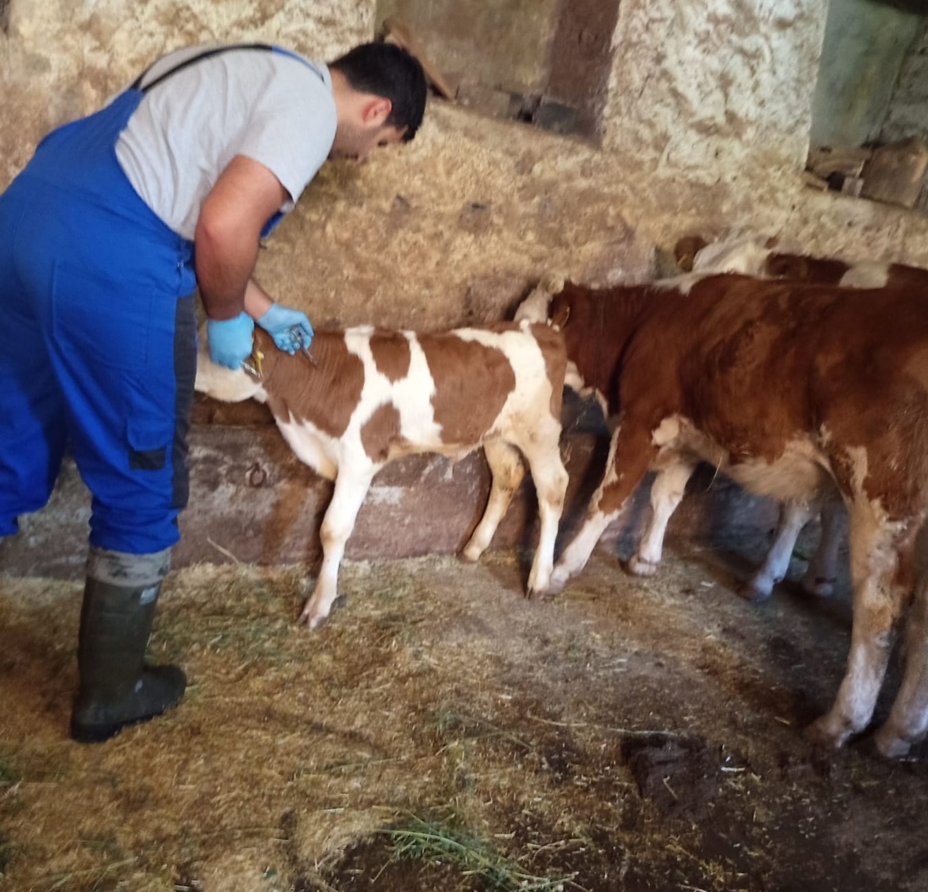 Aydıntepe’de de sonbahar dönemi şap aşılama kampanyası başladı