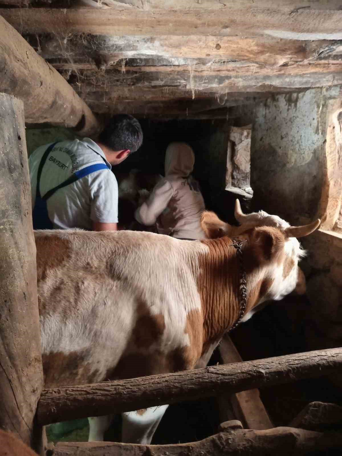 Aydıntepe&rsquo;de de sonbahar d&ouml;nemi şap aşılama kampanyası başladı

