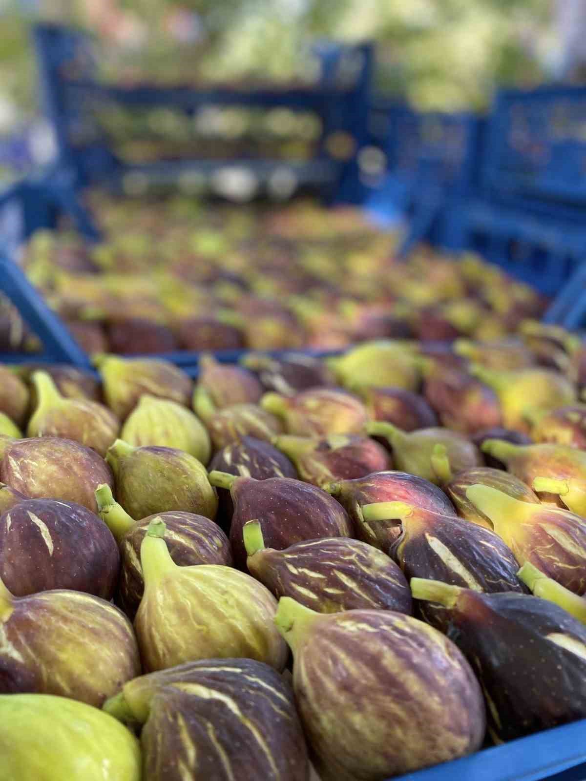 Zeytinlikler arasındaki &rsquo;bal&rsquo;lı lezzet: Havran siyah inciri
