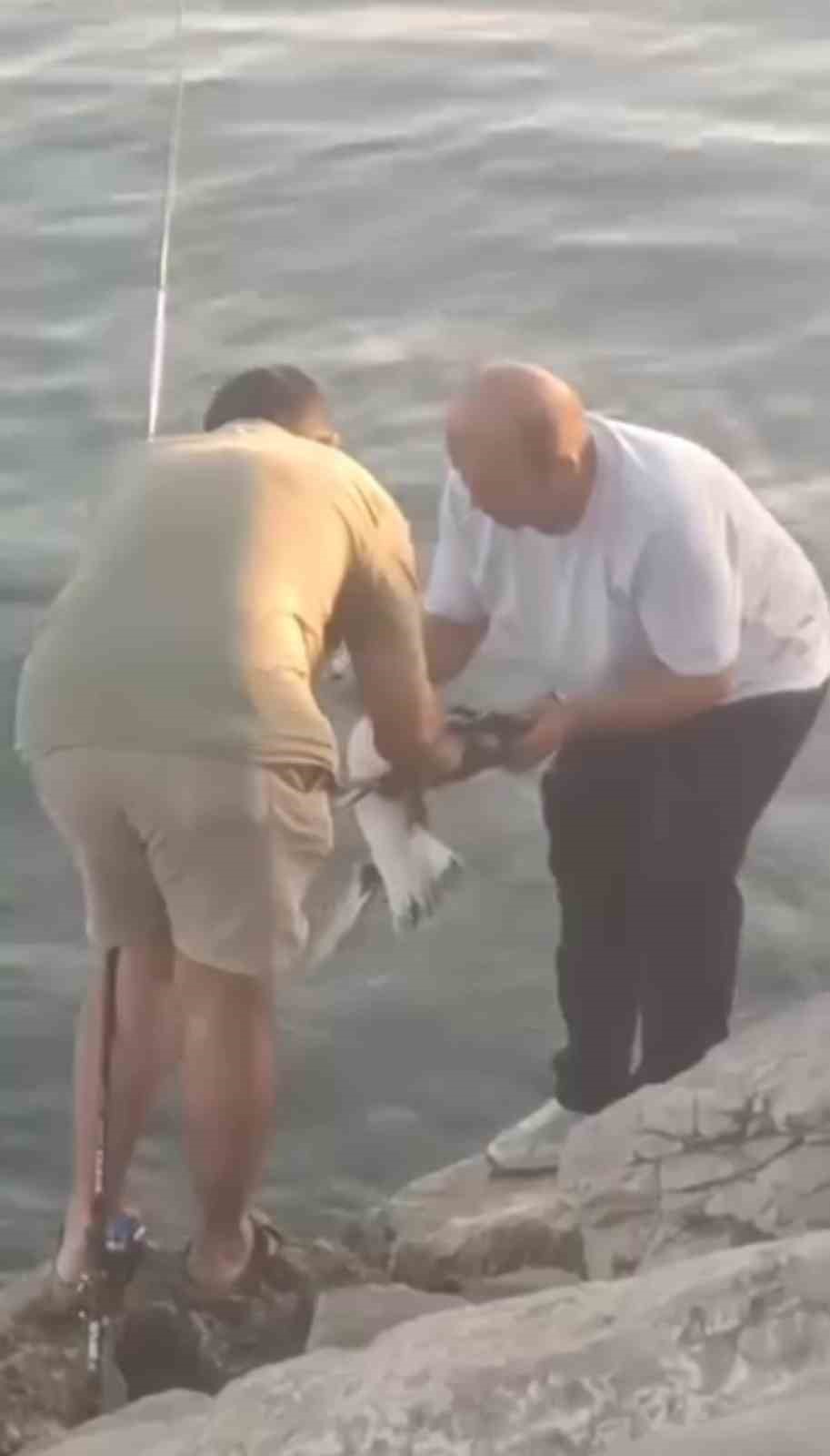 Oltaya balık yerine martı takıldı
