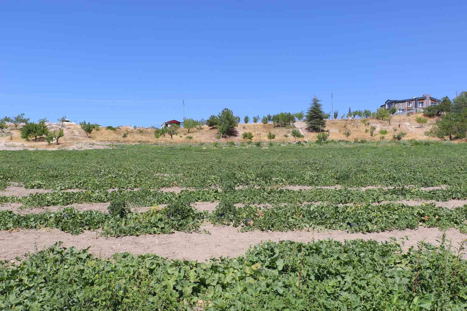 Coğrafi işaretli meşhur Kahramankazan kavunu yeniden sofralara dönüyor