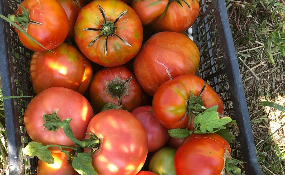 Unutulmaya yüz tutmuş ata tohumlarından domates üretiyor