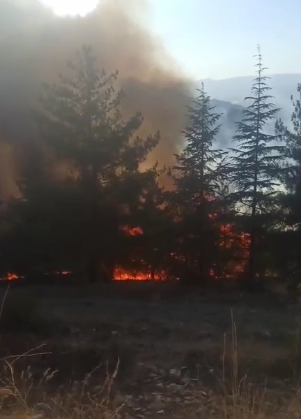 Tokat’ta otluk alanda başlayan yangın ağaçlık alana sıçradı
