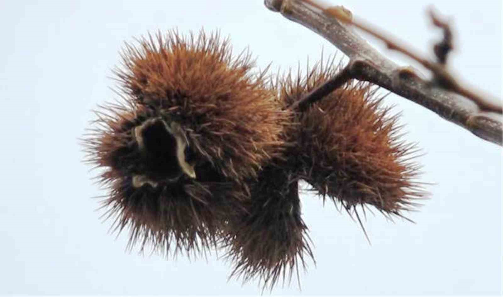 Orman katili gal arısına karşı 2 bin 500 faydalı b&ouml;cek doğaya salındı
