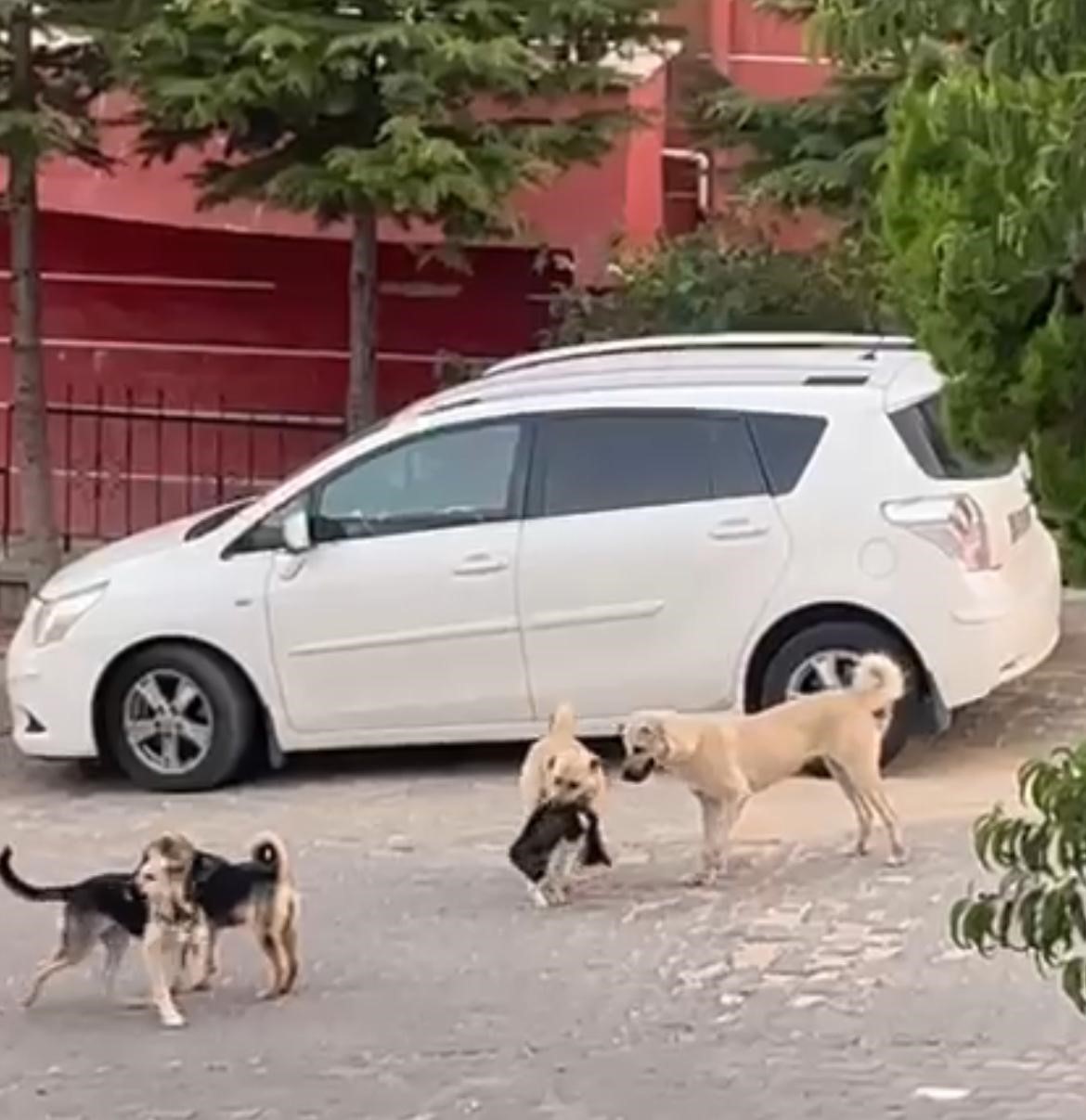 Sokak köpekleri kediye saldırdı