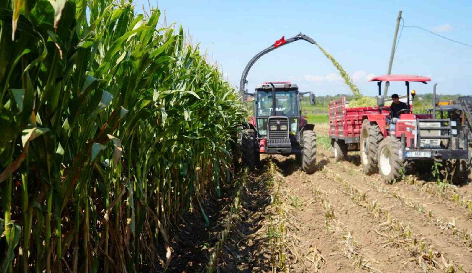 Türkiye’nin hayvancılık yemleri Samsun’dan karşılanıyor