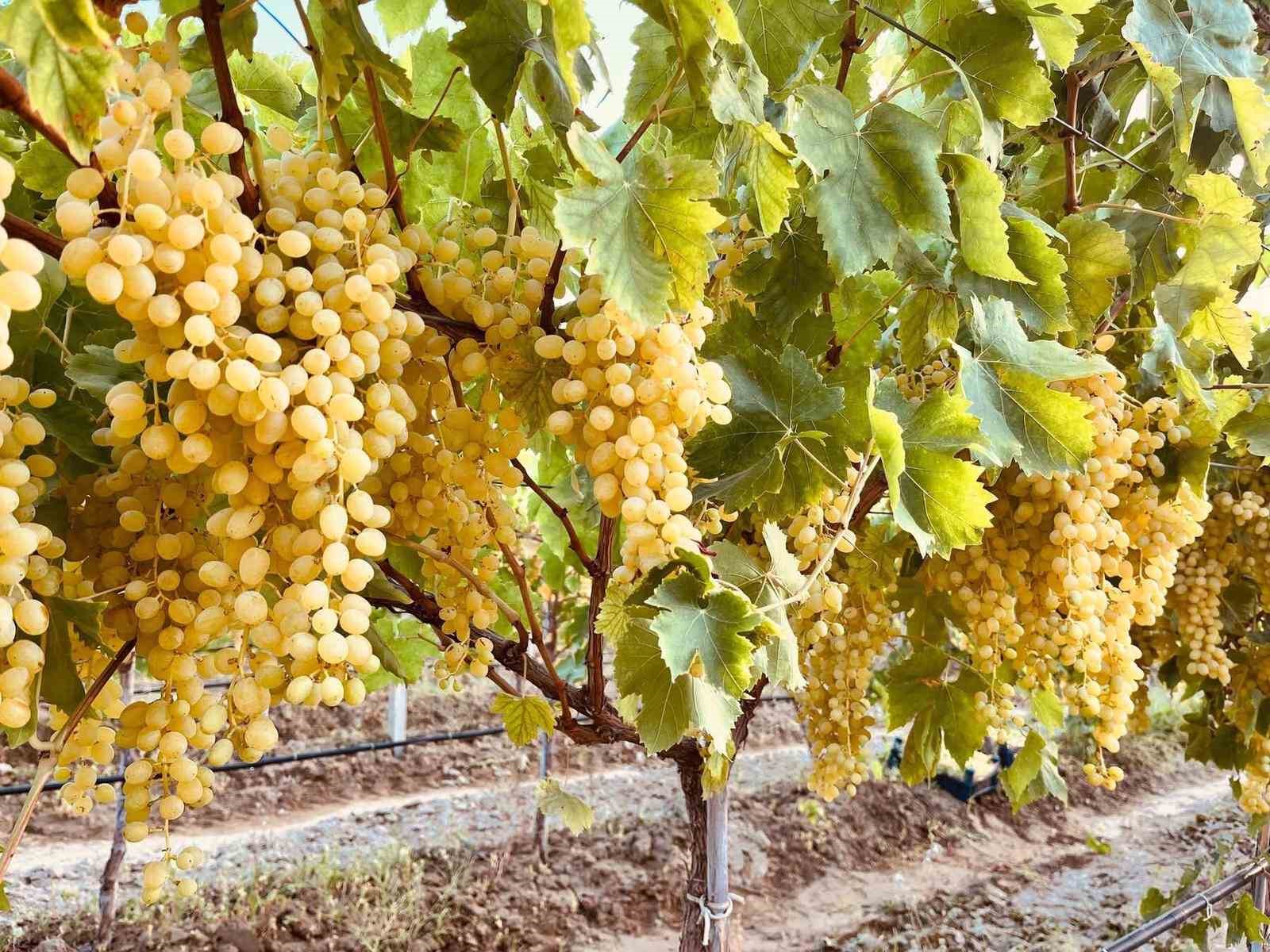 Sarıgöl’ün altın sarısı Sultaniye üzümleri sofralara ulaştırılıyor