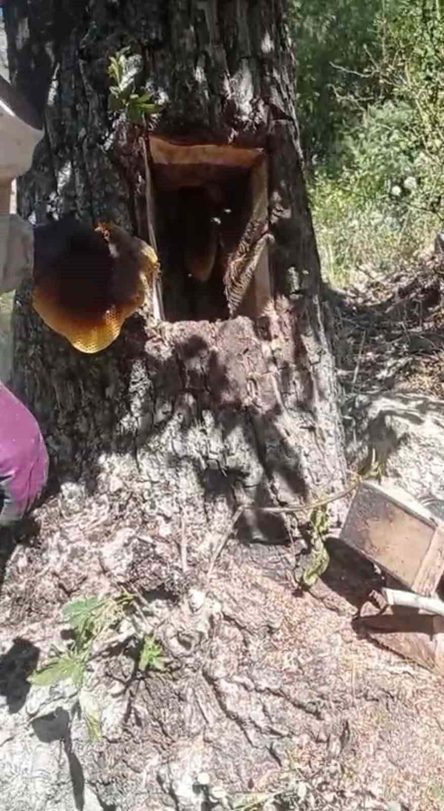 Ağa&ccedil; kovuğundan kilo kilo bal &ccedil;ıktı

