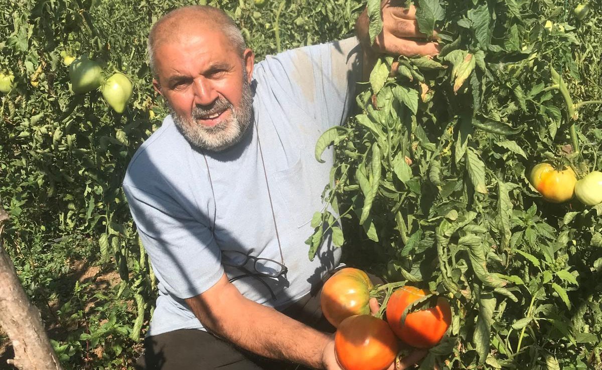 Unutulmaya yüz tutmuş ata tohumlarından domates üretiyor
