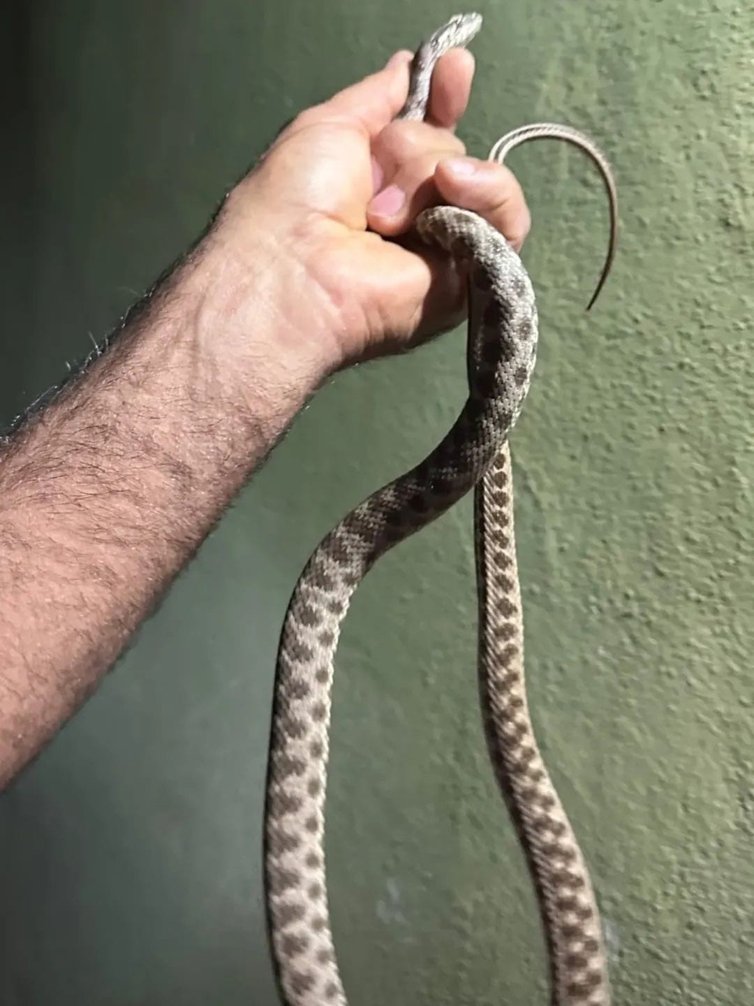 Tunceli’de eve giren yılanı ekipler çıkardı