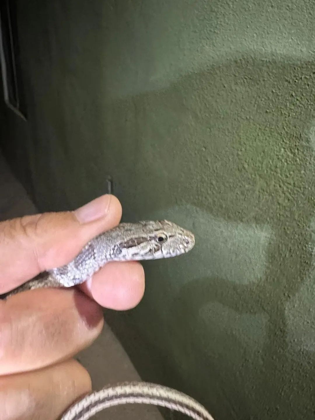 Tunceli&rsquo;de eve giren yılanı ekipler &ccedil;ıkardı
