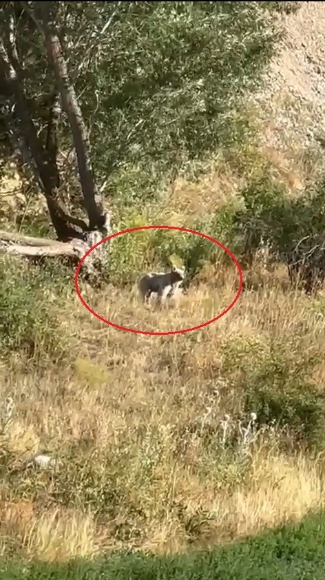 Bayburt’ta ağaçlık alanda karşılaşılan bozayı baba ve kızı heyecanlandırdı