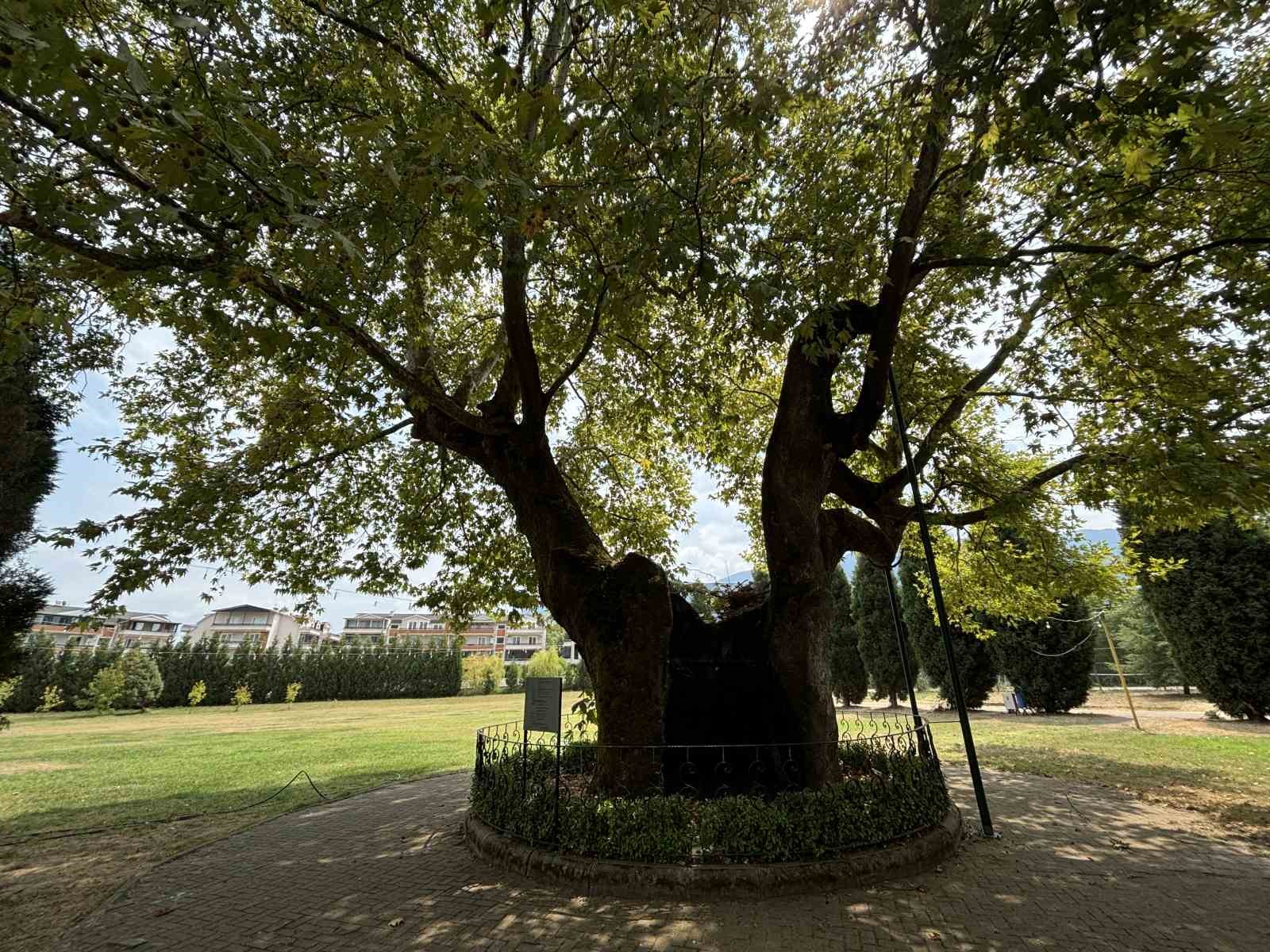 930 yıllık &ccedil;ınar asırlara meydan okuyor
