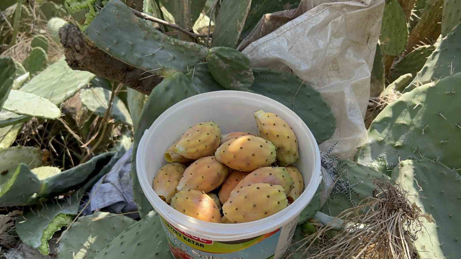 U&ccedil;urum kenarında yetişen dikenli incir, lezzetiyle zahmetinin &ouml;n&uuml;ne ge&ccedil;iyor
