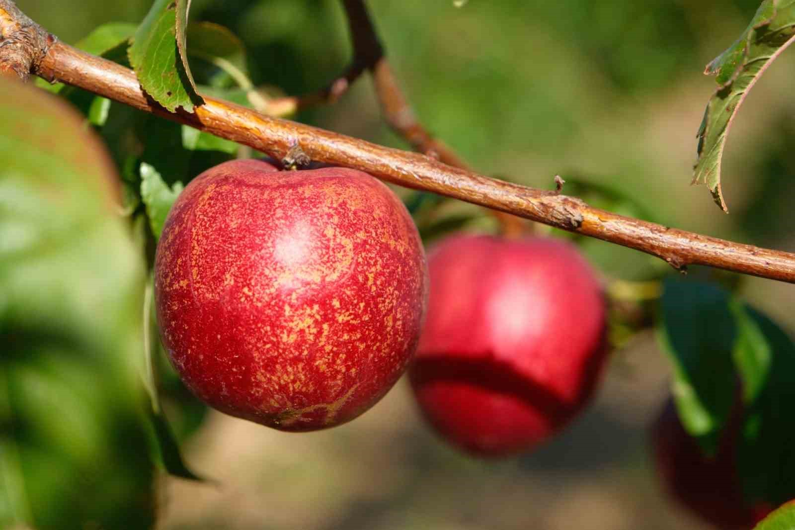 Şeftalinin 120 çeşidiyle ’koleksiyon bahçesi’ oluşturdular