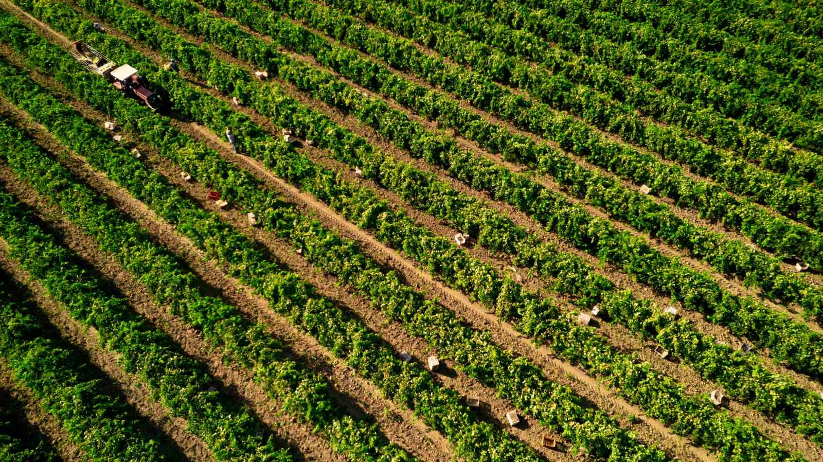 Manisa’da Sultani çekirdeksiz üzümde hasat sezonu buruk başladı