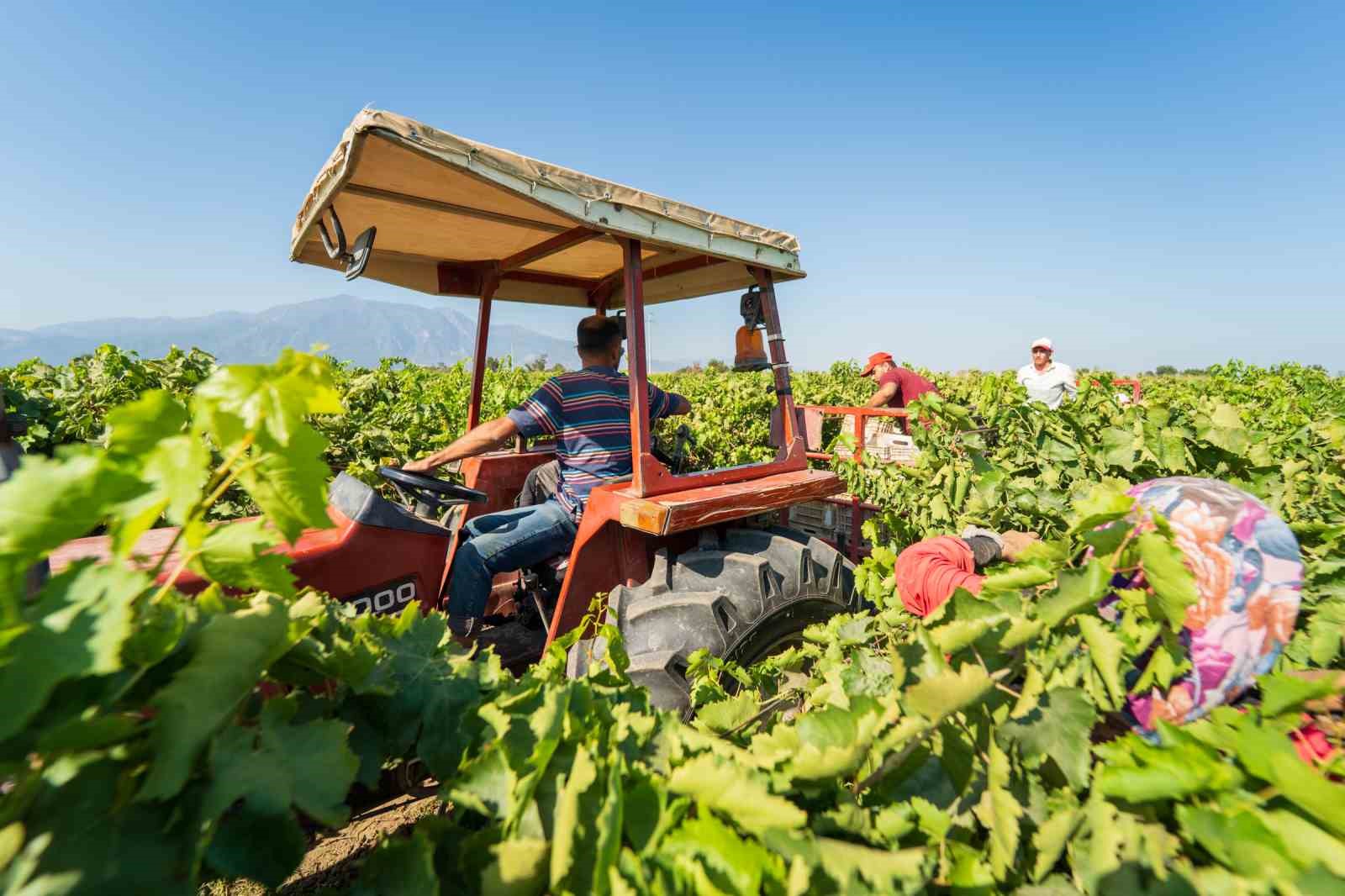 Manisa&rsquo;da Sultani &ccedil;ekirdeksiz &uuml;z&uuml;mde hasat sezonu buruk başladı
