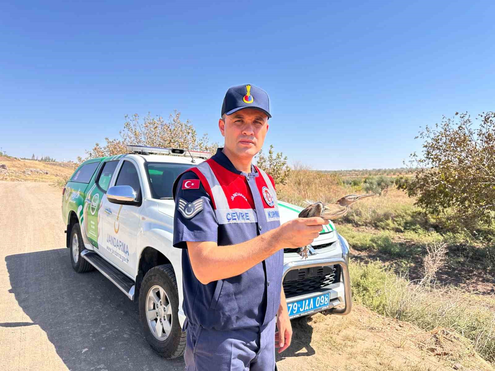 Kilis’te yaralı küçük balaban kuşu koruma altına alındı