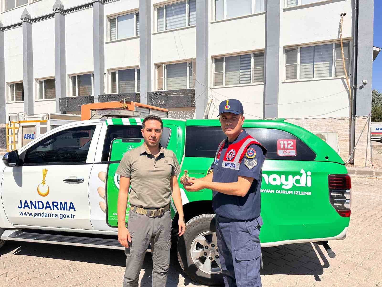 Kilis’te yaralı küçük balaban kuşu koruma altına alındı