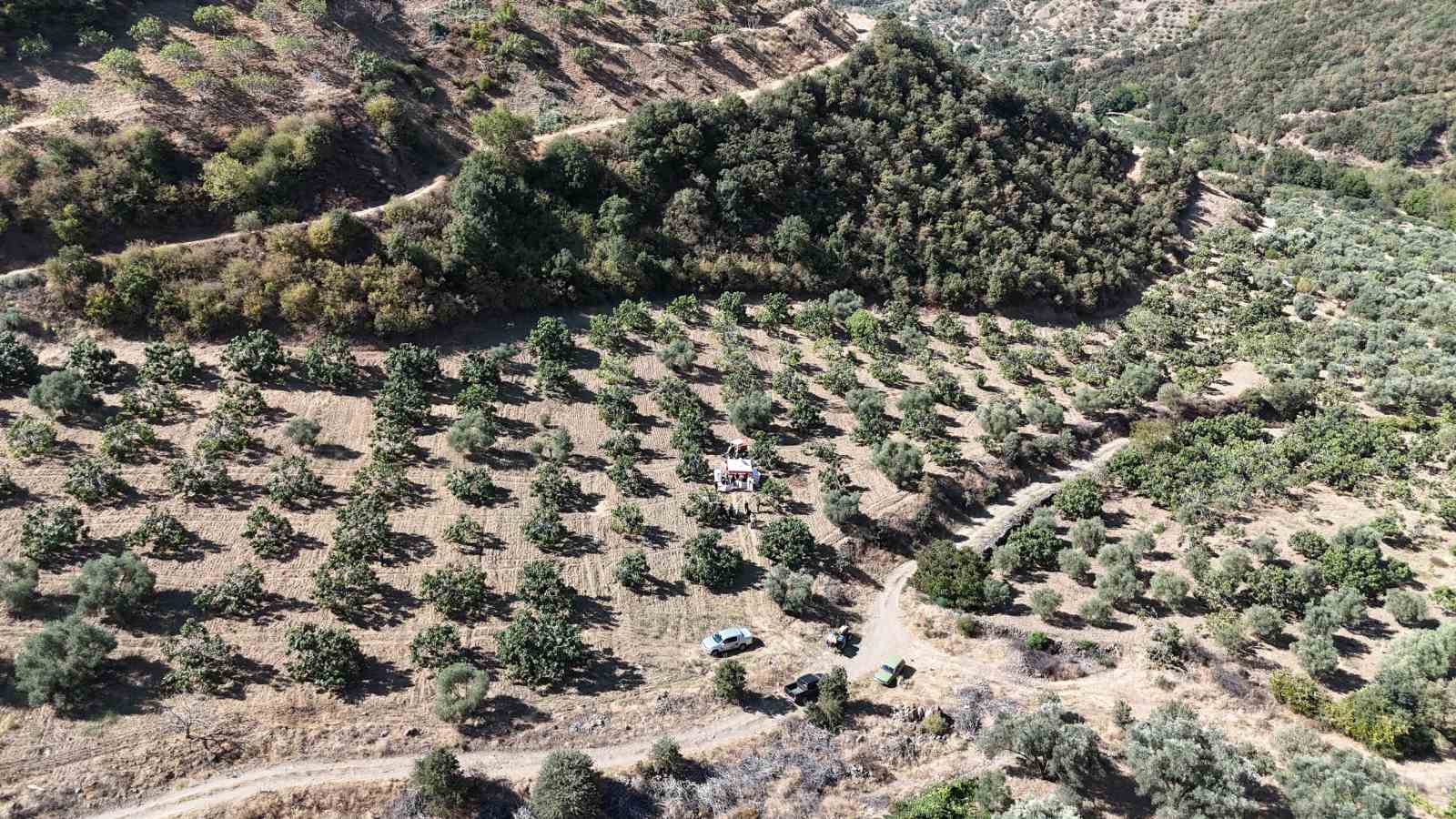 Nazilli Kaymakamı Kan, incir hasadına katıldı
