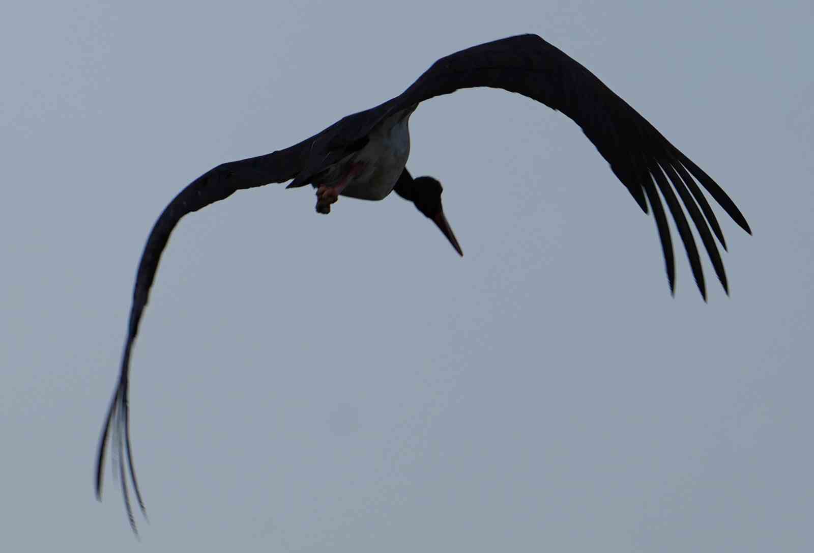 Kırıkkale’de baraj kıyısında kara leylek objektiflere takıldı