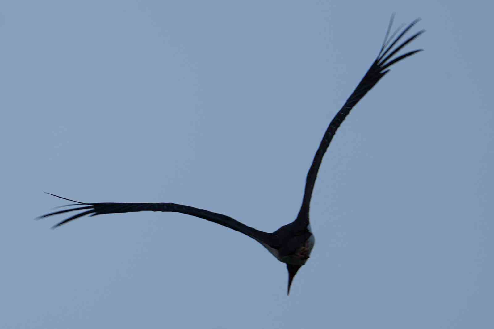 Kırıkkale&rsquo;de baraj kıyısında kara leylek objektiflere takıldı
