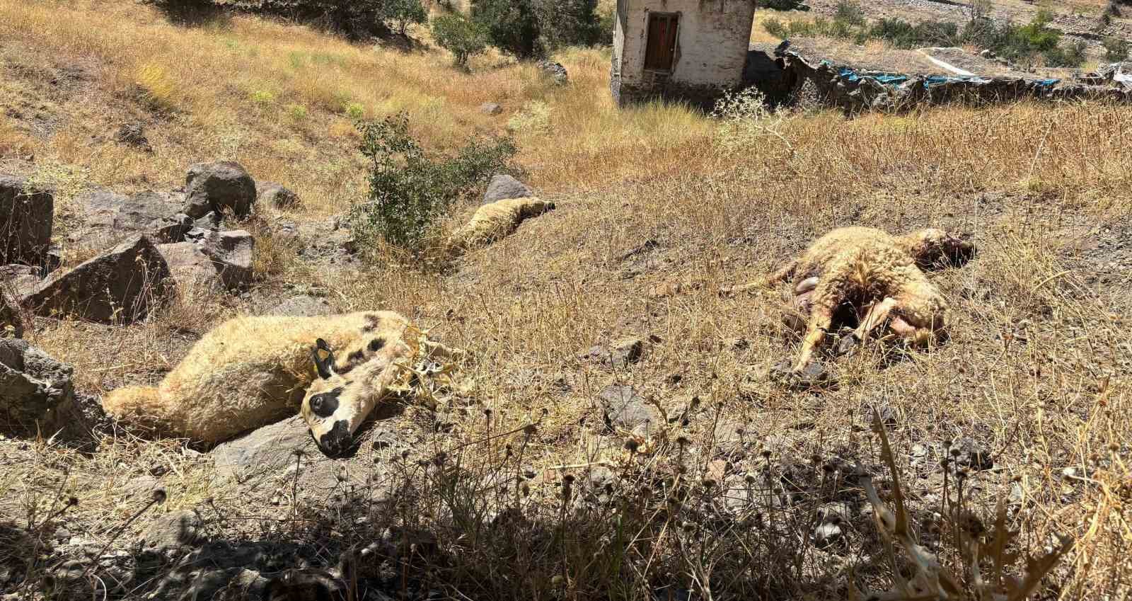 Koyun sürüsüne kurt ve ayı saldırdı, 20 kuzu telef oldu