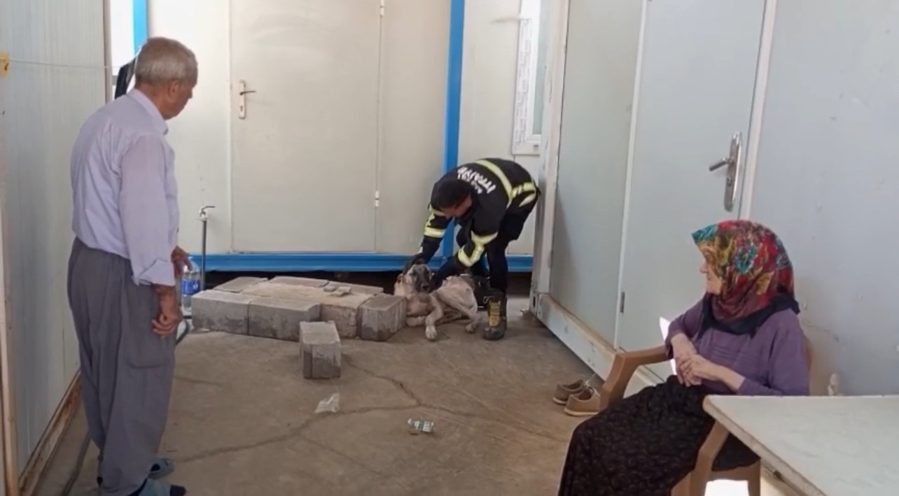 Hatay&rsquo;da konteynerin altına sıkışan k&ouml;pek kurtarıldı
