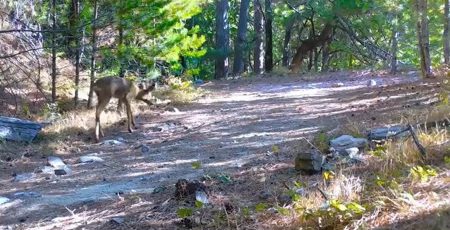 Kazdağları&rsquo;nın sessiz ve zarif efendisi

