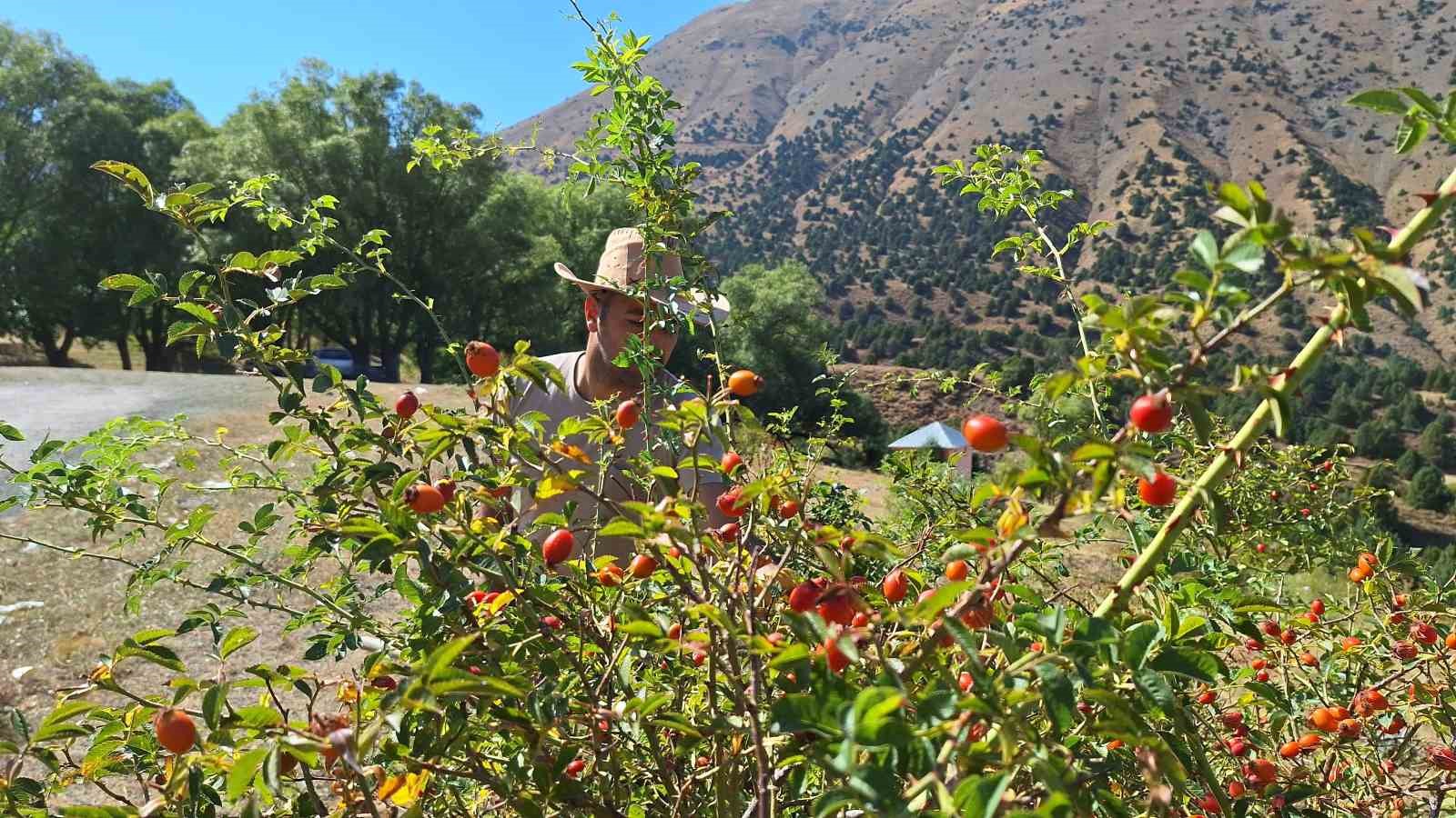 Erzincan’da kuşburnu, zorlu arazilerde toplanmaya başlandı