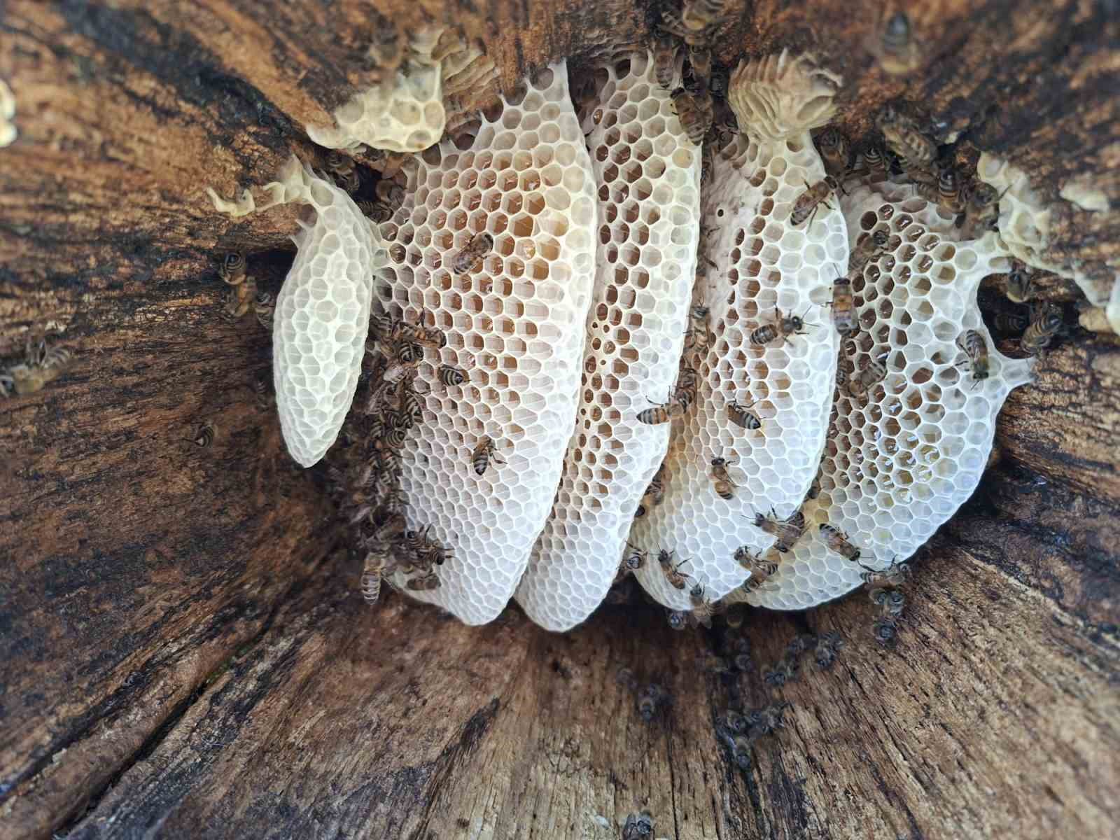 Bingöl yaylalarında organik "kütük balı" hasadı başladı