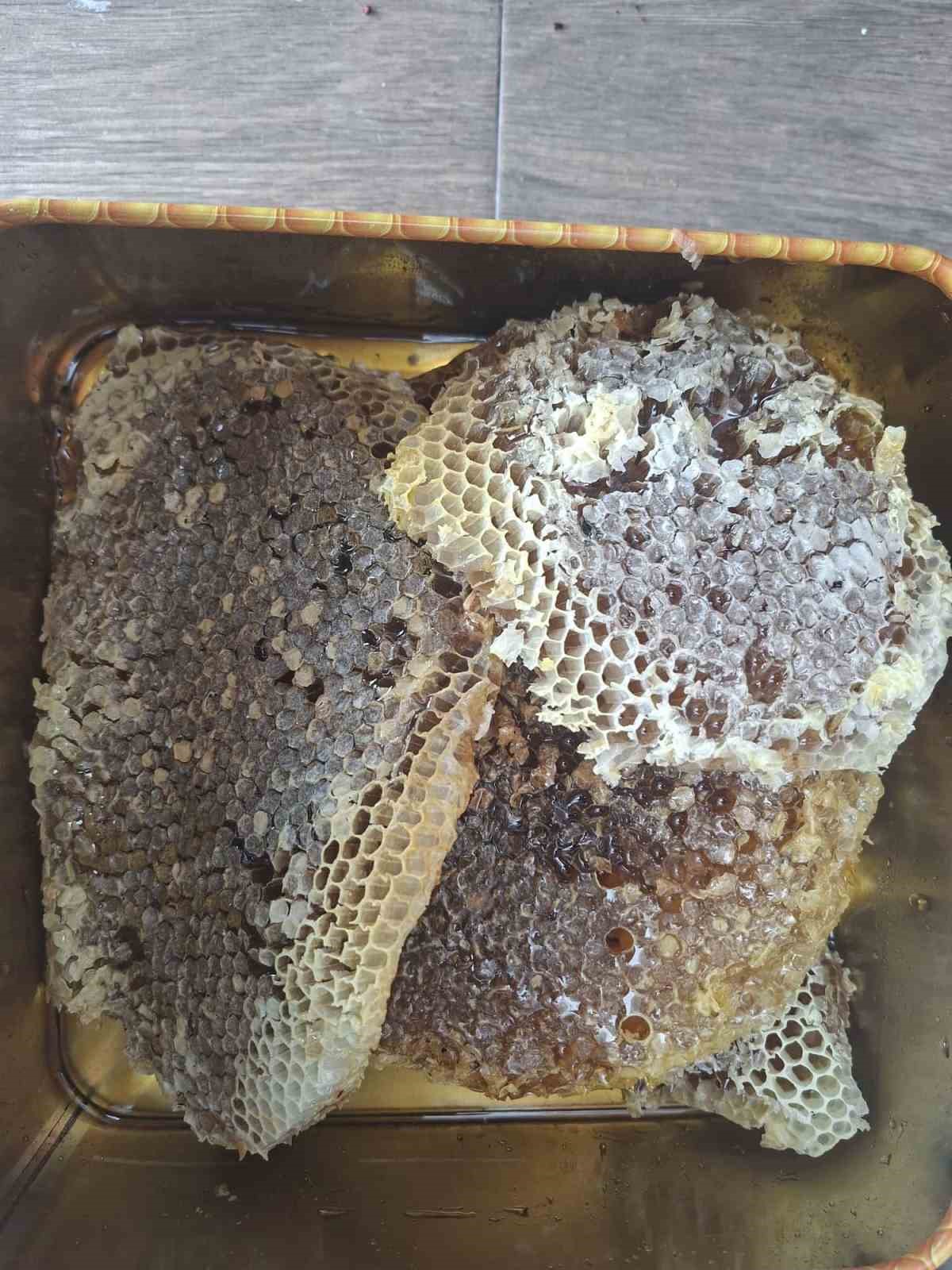 Bing&ouml;l yaylalarında organik "k&uuml;t&uuml;k balı" hasadı başladı
