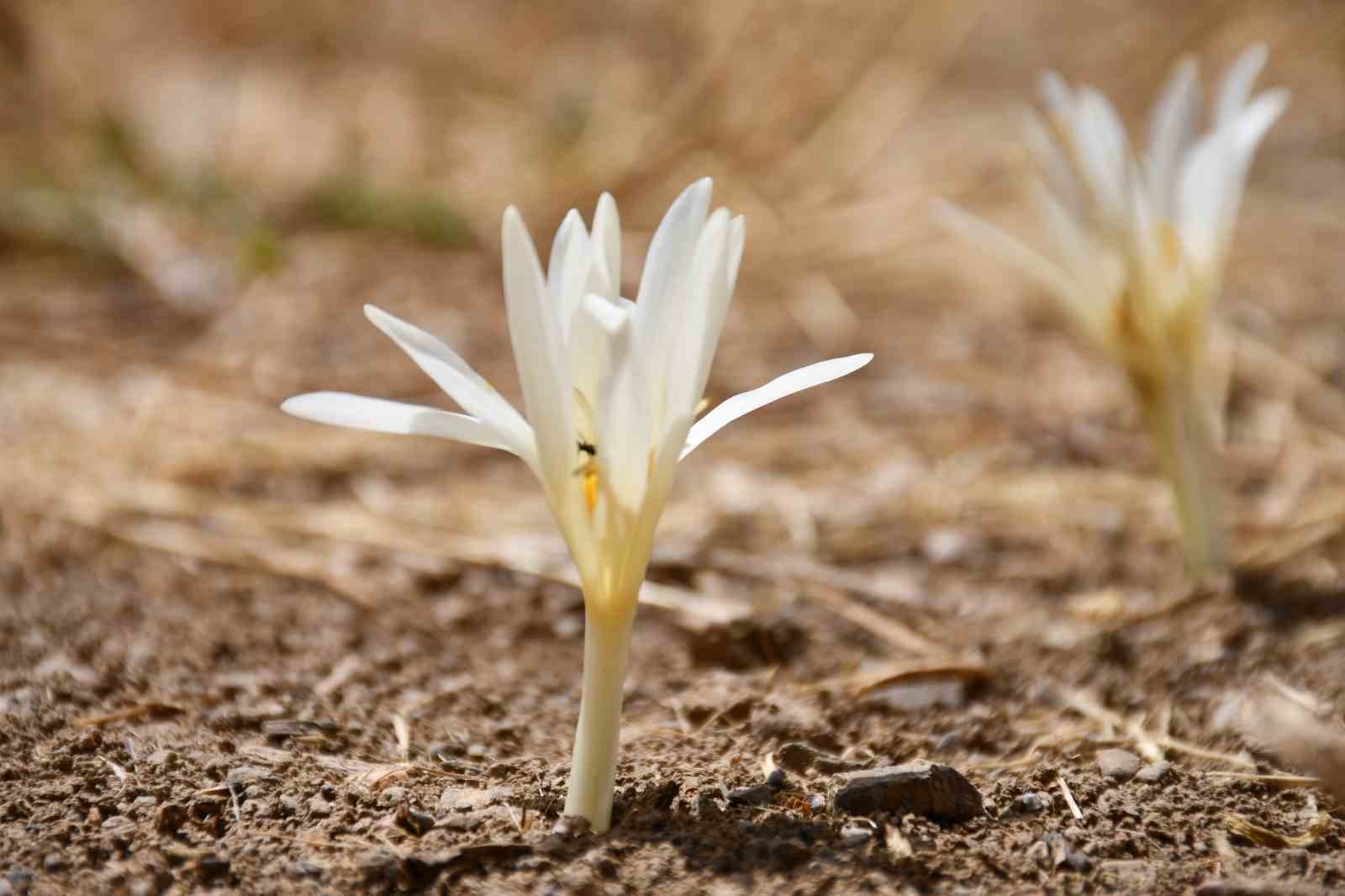 Bu çiçekler açınca yaylayı terk ediyorlar