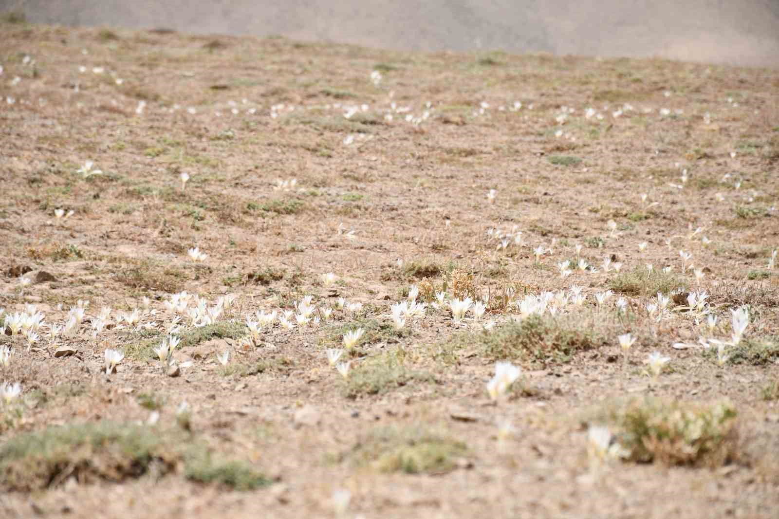 Bu &ccedil;i&ccedil;ekler a&ccedil;ınca yaylayı terk ediyorlar
