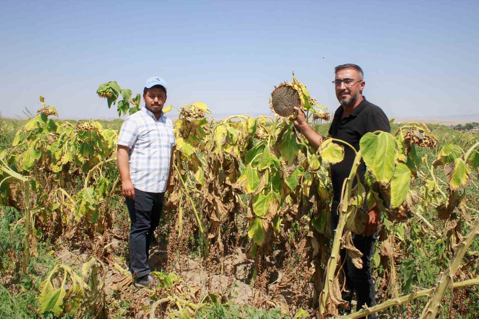 Yozgat’ta çerezlik ay çekirdeği hasadı başladı
