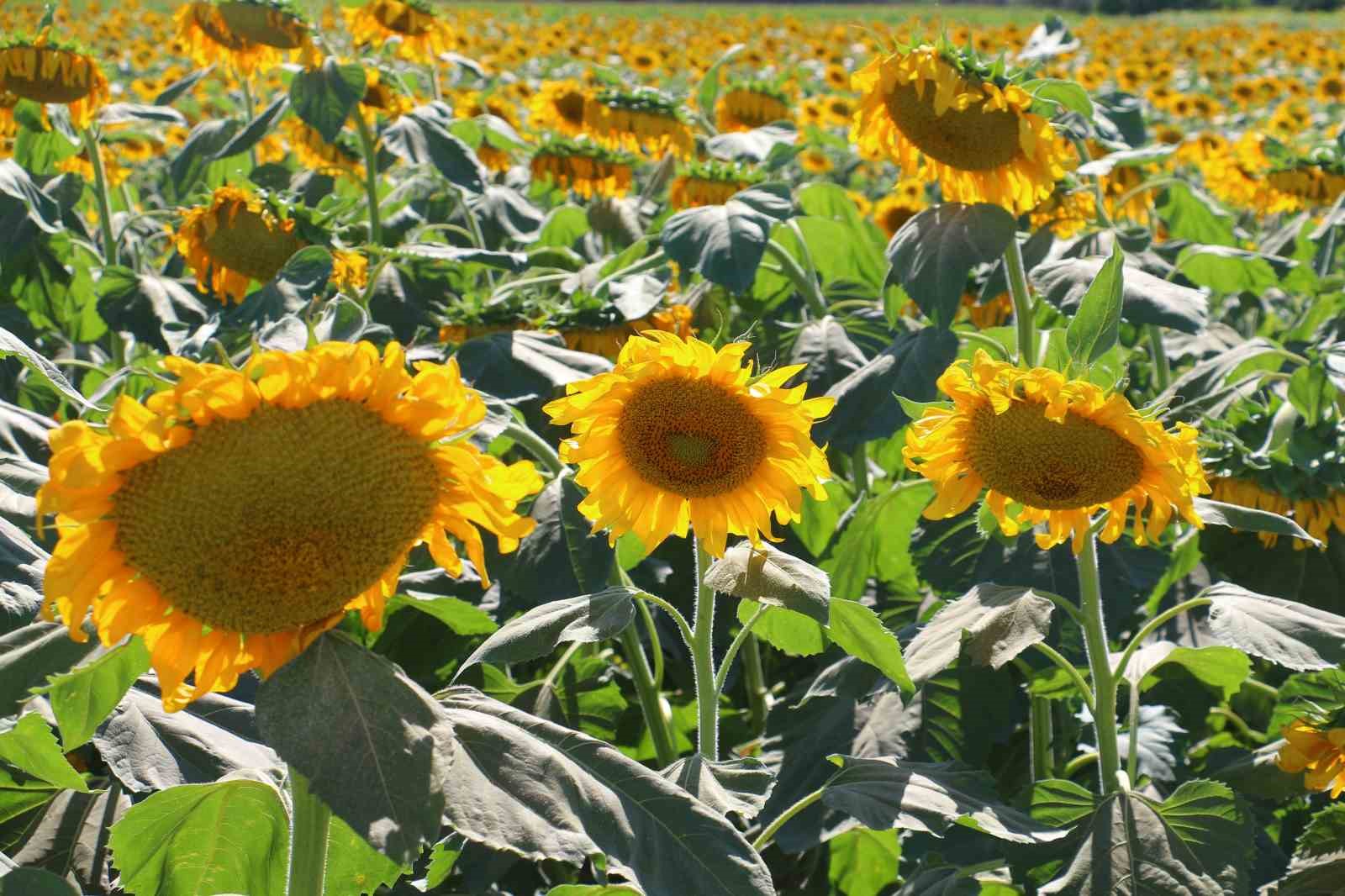 Kahramankazan’da ayçiçeği tarlaları havadan görüntülendi