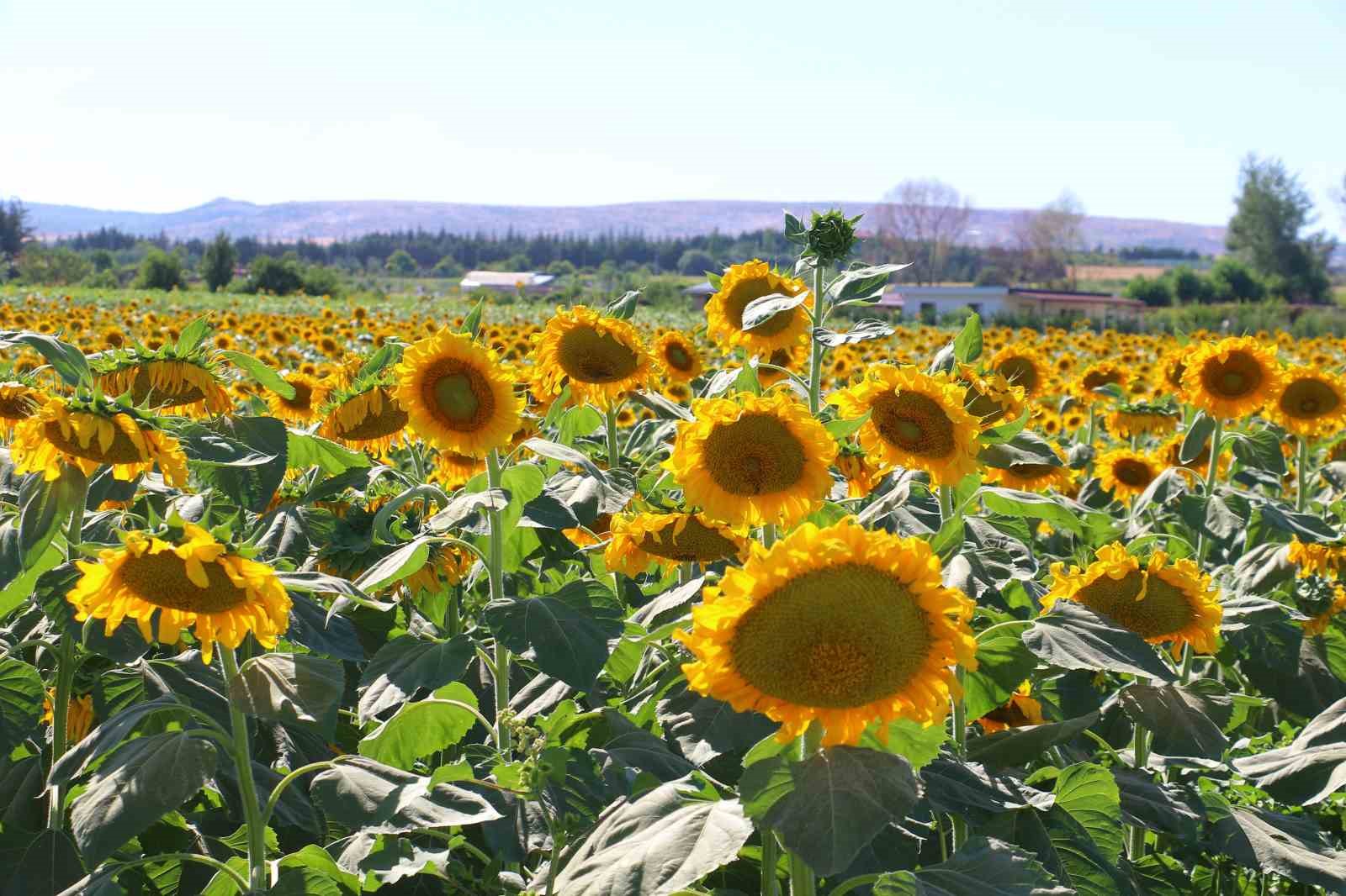 Kahramankazan&rsquo;da ay&ccedil;i&ccedil;eği tarlaları havadan g&ouml;r&uuml;nt&uuml;lendi
