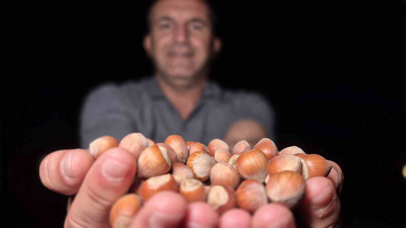 Tarlada fındık n&ouml;beti
