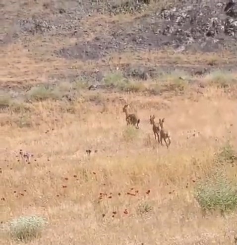 Elazığ’da dağ keçileri piknik alanlarına indi