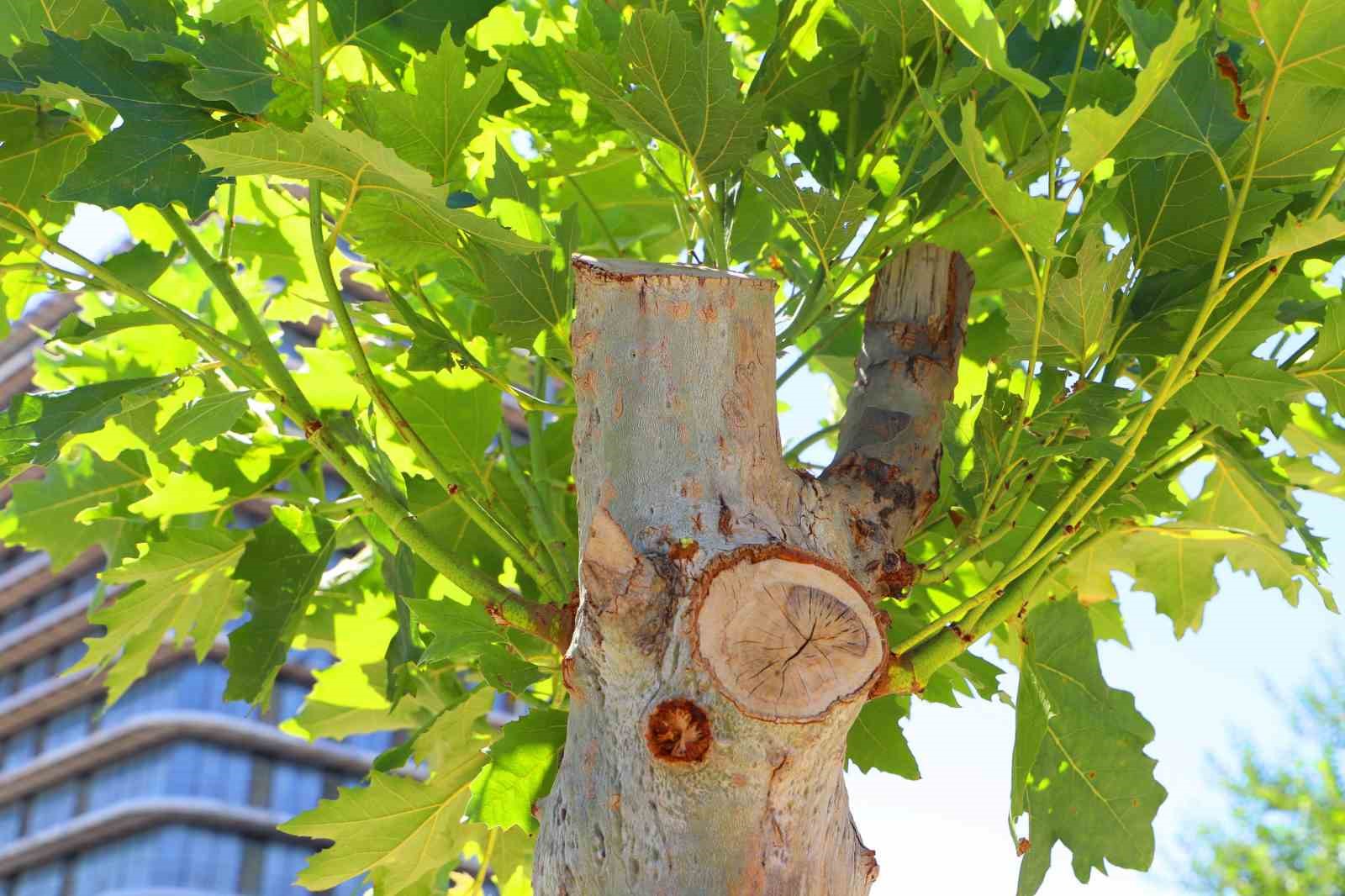 Diyarbakır’da tedavi edilen ağaçlar yeniden yeşerdi