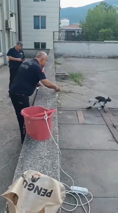 İş hanının havalandırma boşluğuna düşen kediyi kurtarmak için seferber oldular
