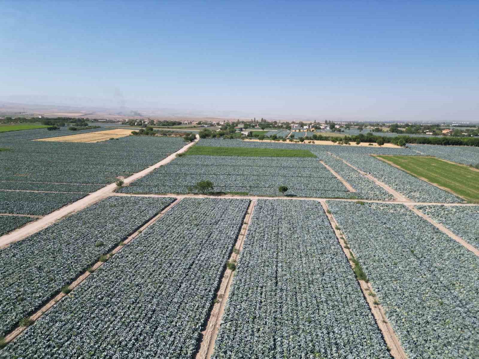 Niğde’de beyaz lahana hasadı başladı: Ata tohumunun bereketi tarlalarda
