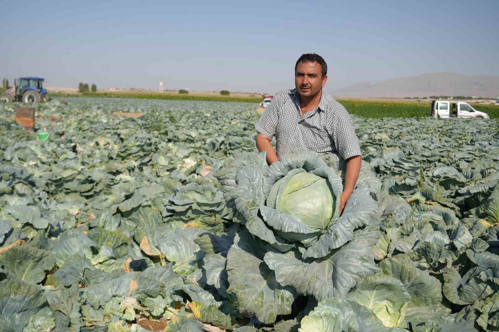 Niğde&rsquo;de beyaz lahana hasadı başladı: Ata tohumunun bereketi tarlalarda
