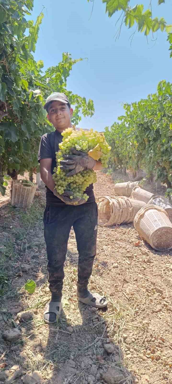 Manisa&rsquo;da 7 kilo 250 gramlık &uuml;z&uuml;m salkımı
