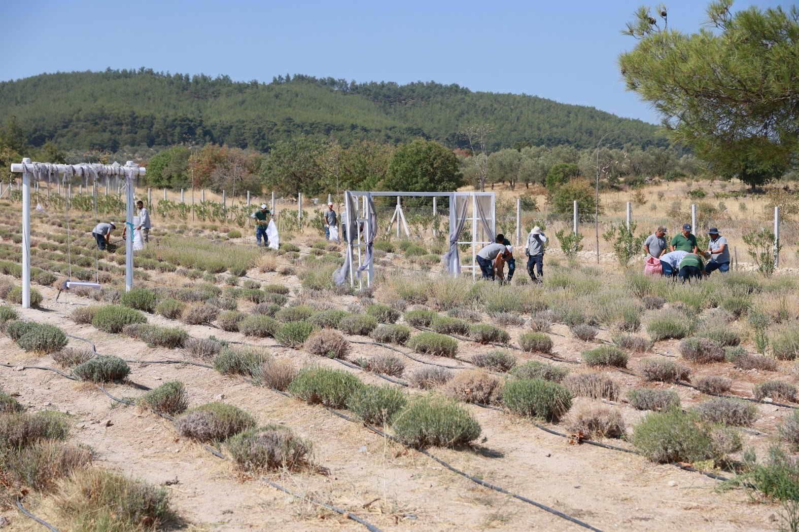 Yunusemre&rsquo;de lavanta hasadı başladı
