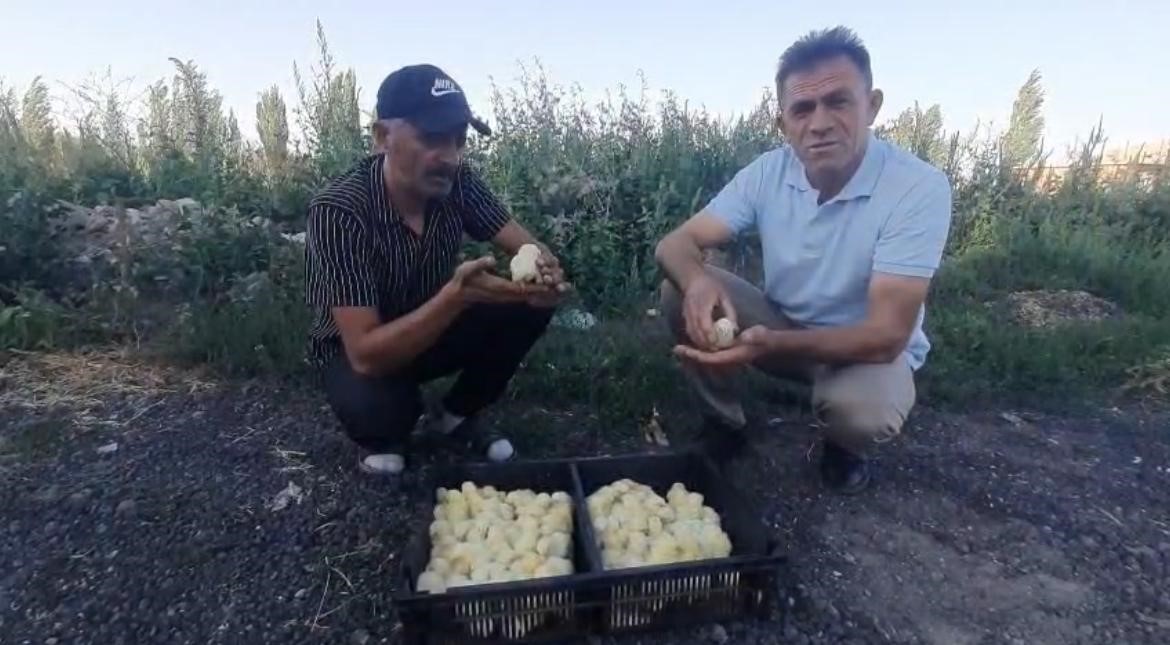 Yumurtadan 4 ayaklı civciv çıktı