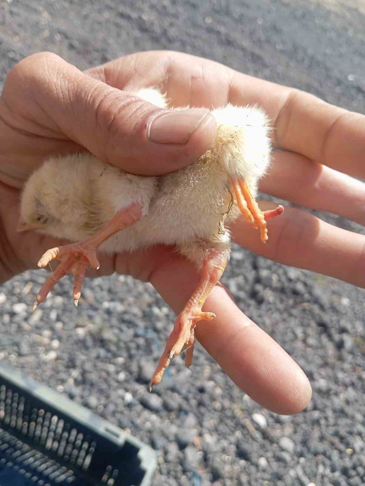 Yumurtadan 4 ayaklı civciv çıktı