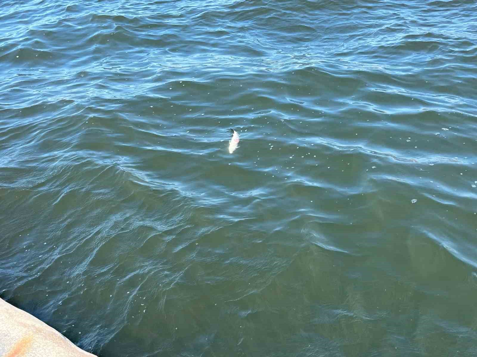 İzmir K&ouml;rfezi&rsquo;nin kokusu vatandaşı bezdirdi
