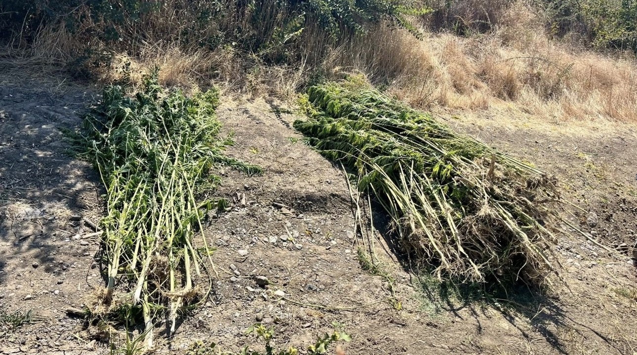 &Ccedil;orum&rsquo;da jandarmadan uyuşturucu operasyonu: 2 tutuklama
